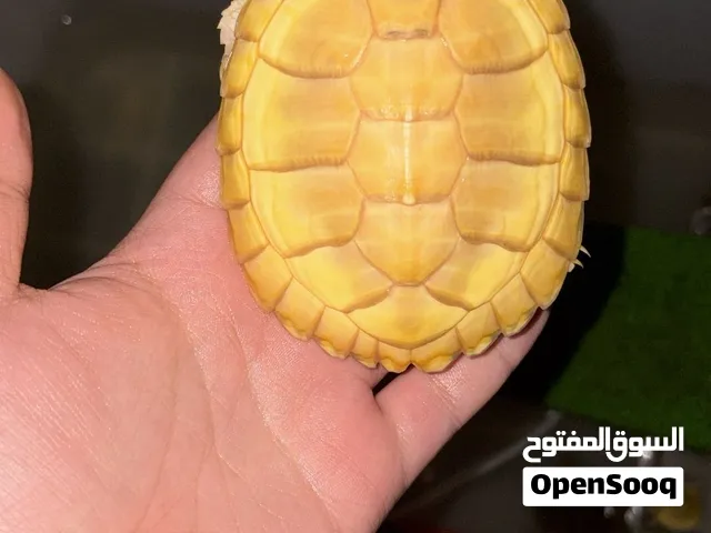 سلحفاه البينو نوادر