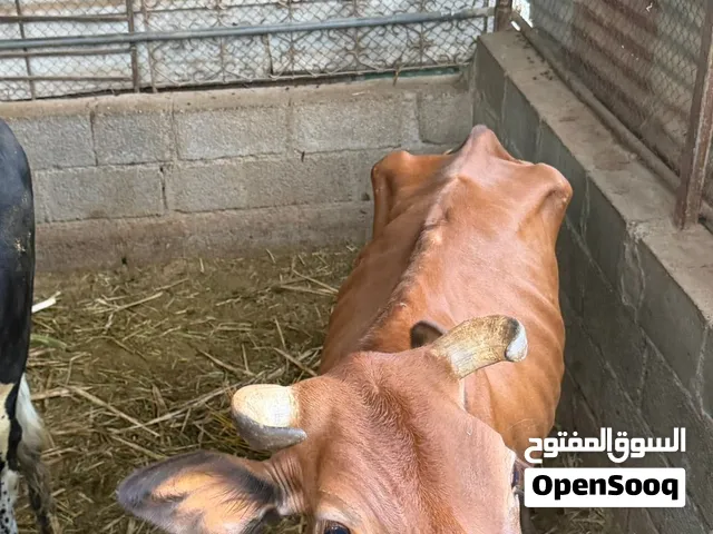 أبقار للبيع