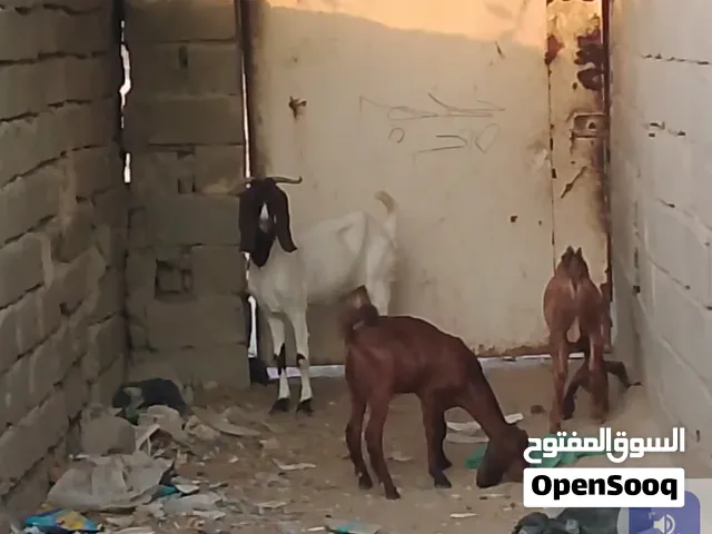 صخله شاميه خشنه فول الكرن تاج وراهه اثنين ذكوره ام ثاني بطن راكبه صارلهه شهر وعشرة ايام المكان البصر