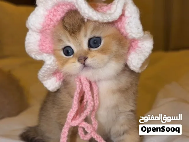 قطط صغيره اسكوتش