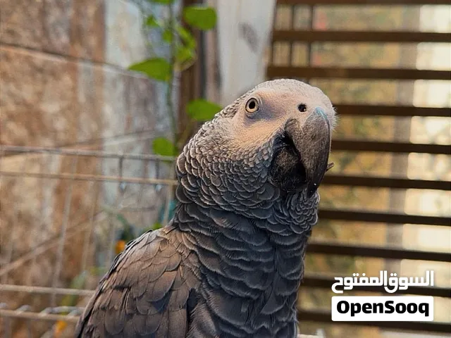 كاسكو سوبر جامبو