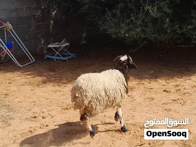 خروف وطني مشالله مسلان ربي يبارك عمره ف8شهور سليم من العيوب للتربيه او عقيقه لبيدبح..