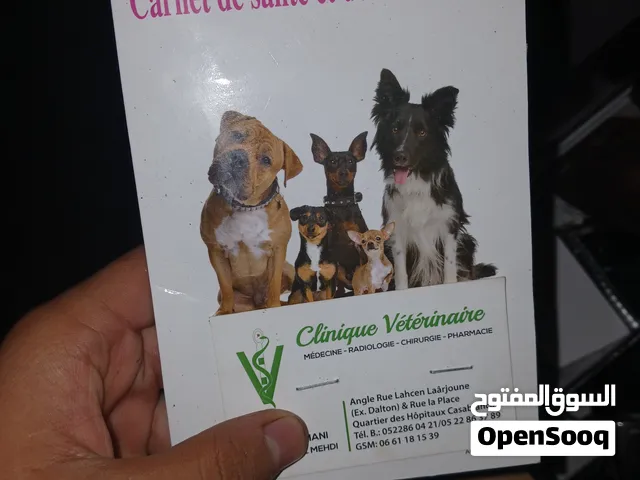 بيتبول شكولا