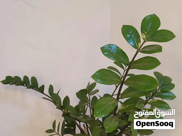 Fresh Indoor Plants for Sale – multi sizes & Types!