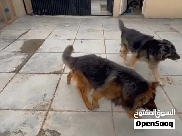 كلاب جيرمن للبيع