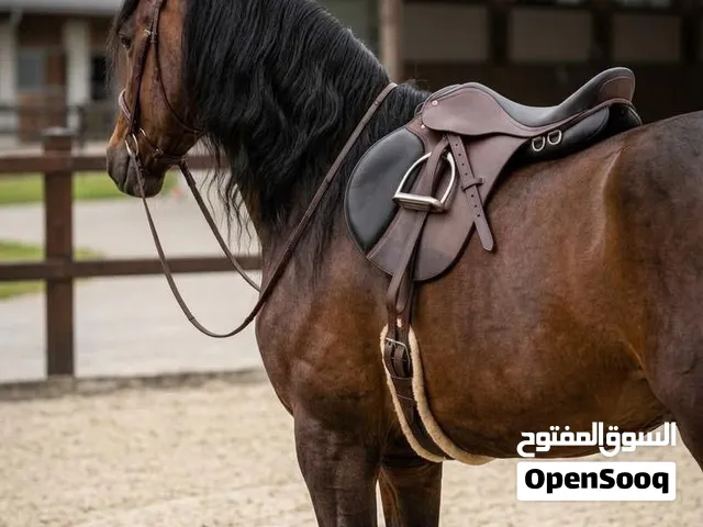 Premium Genuine Leather English Saddle – Brown  New