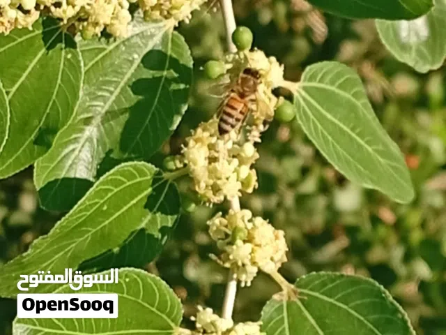عسل بلدي عضوي من جبال الكرك