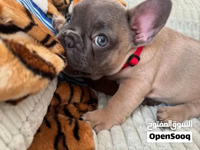 Female French Bulldog puppy high breed very special eye color