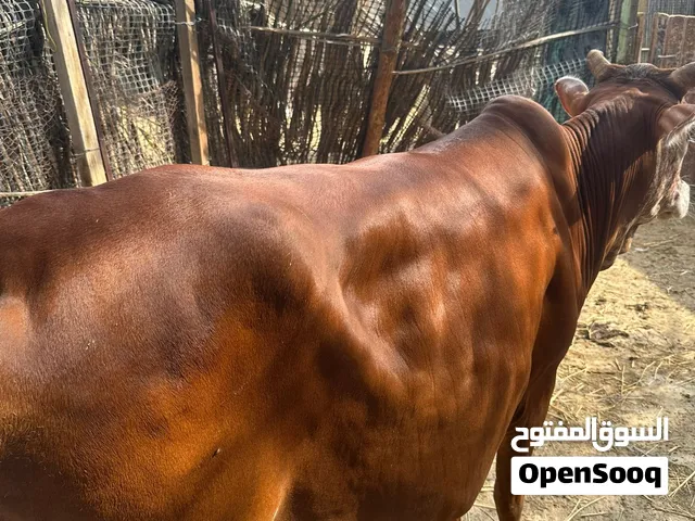 اشتري ثيران محليه وخارجيه مطعومه