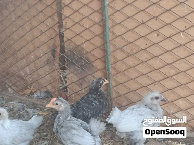 صيصان هربي فيومي للبيع اعمار شهر