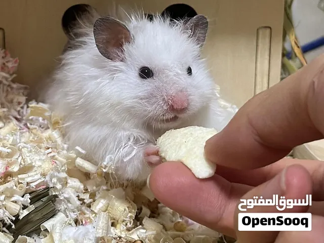 هامستر شامل التوصيل والقفص والاكل