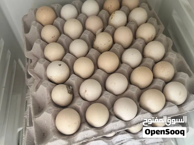 بيض دجاج فرنسي بيور اصل الكولمبي والبني والعسلي