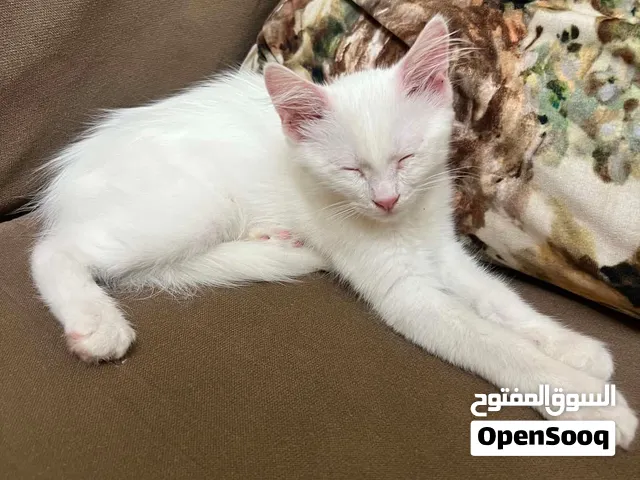 قط ابيض للتبني في نابلس