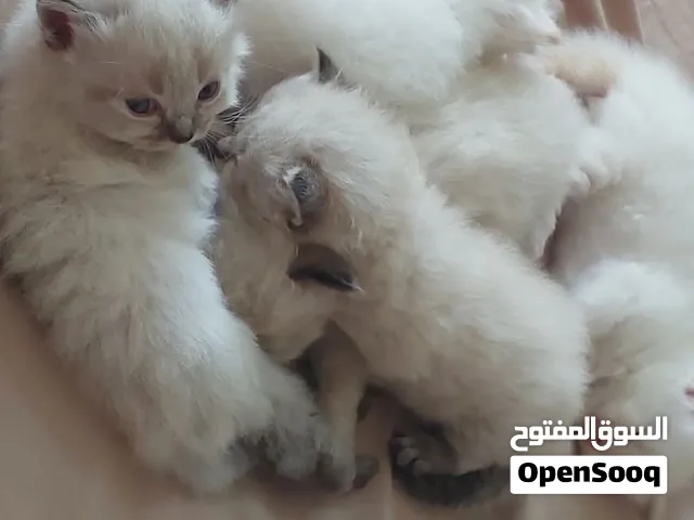 متوفر قطط هملايا  شهر ونص
