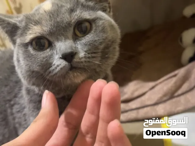 قطوه كيتن برتش شي نظيف و توها مفحوصه