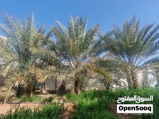 3 نخلات خلاص كبار جاهزات للزراعة