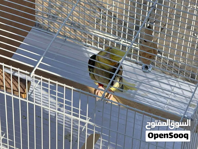 ببغاء كوكتيل