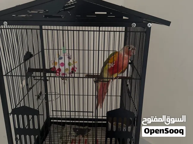 كنيور اناناس ريد فاكتور