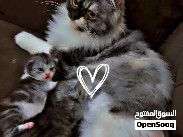 الاسم :عسل  انثى لتبني ورعاية في بيت امين