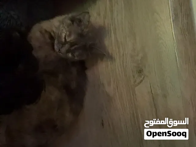 للتبني قطة