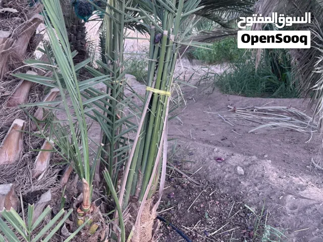 فسائل ( قش سيف) + خنيزي للبيع