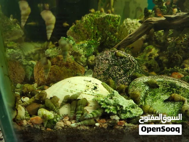 صدف نهري حي