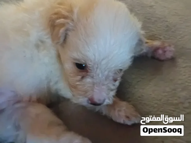 جراوي جريفون للبيع