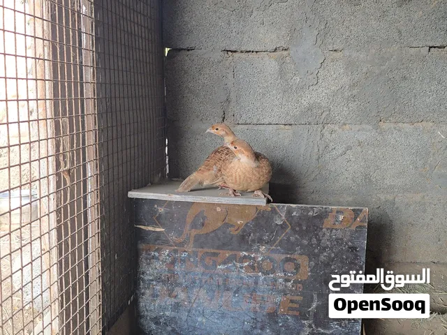 صفارد البيع زوج