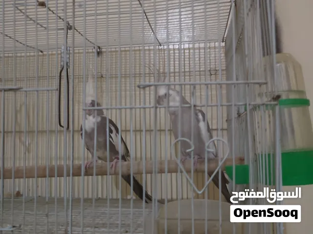 للبيع:زوجين كروان منتج + طير ربوة (من إنتاجهم)