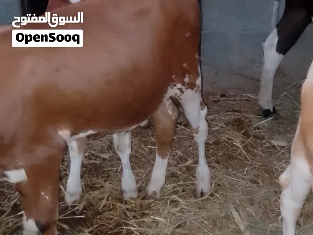 عجاله  ظفاريات  وبقرة ظفارية وتيس من السلالة الرستاقية ويوجد عجلات عمانية وظفارية