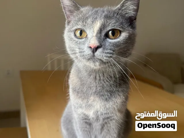قطة سكوتش للبيع
