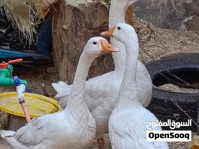 وز للبيع فحل واثنين انثاية
