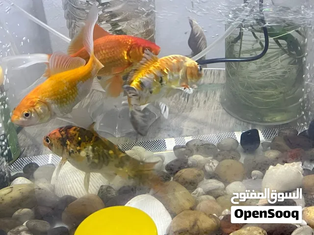 للبيع حوض سمك مع عدد 4 اسماك