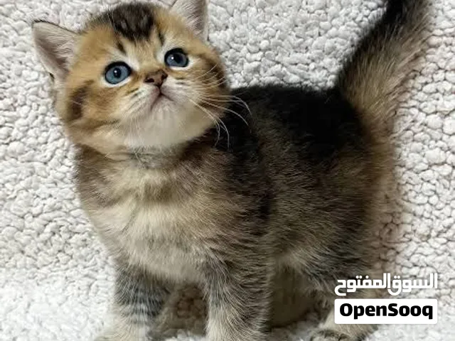 سكوتش فولد ،سكوتش ستريت بيور Scotch Fold Street