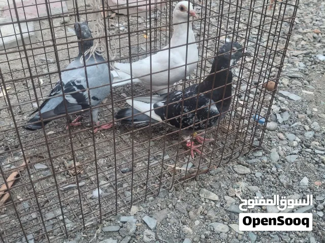 حمام زاجل وهومر ولاحم