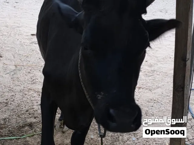 بقرة نمساوية