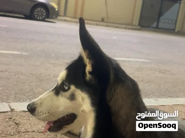 كلب هاسكي للبيع