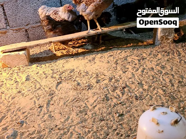 متاح اعتديق 1 دوت بركاني وبلو