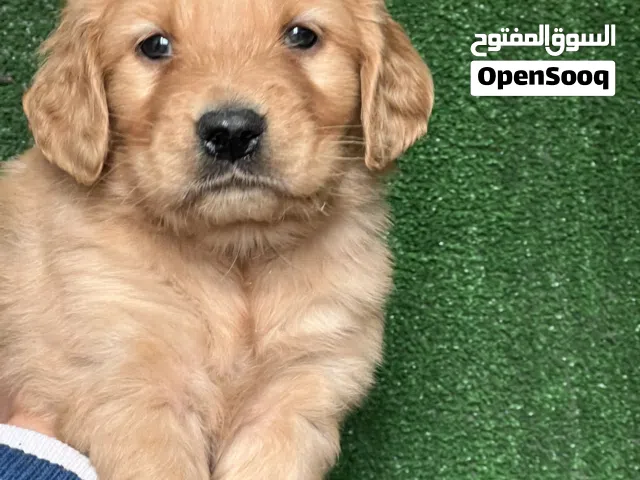 Golden retriever