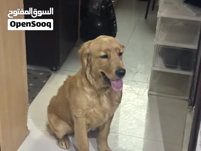 Female golden retriever
