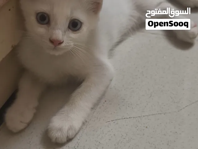 قطة كيتن مكس (أنجورا تركي ميكس شيرازي)