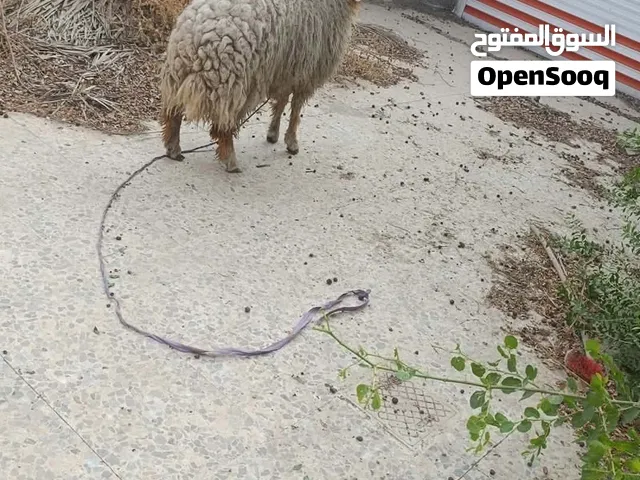 خروف خشن لون ابيض مال بيت خشن كلش