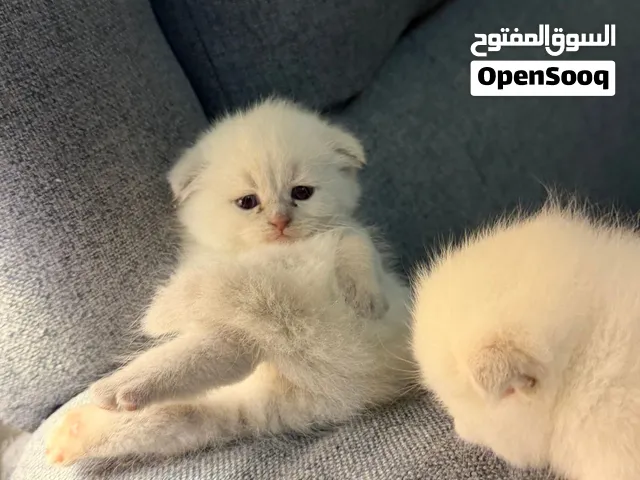 Scottish fold kitten