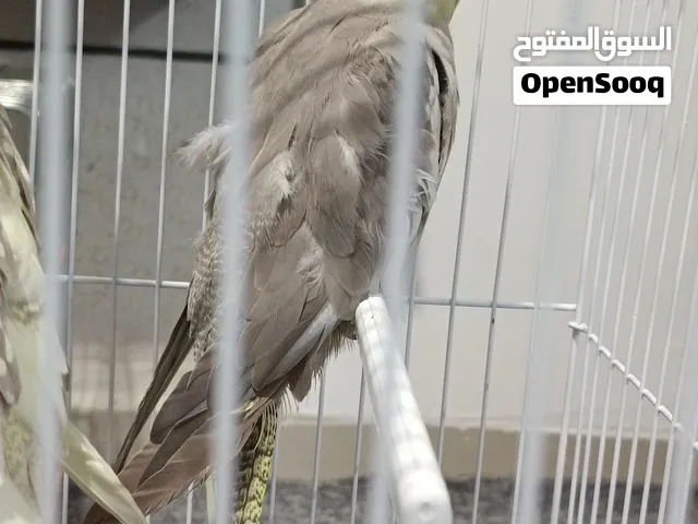 ذكر كوكتيل للبيع