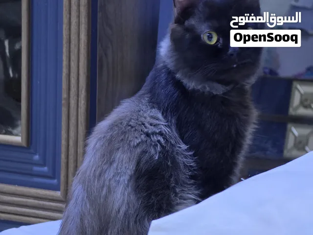 للتبني مجانًا – قطط ذكور أليفة