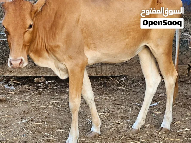 للبيع عجلات