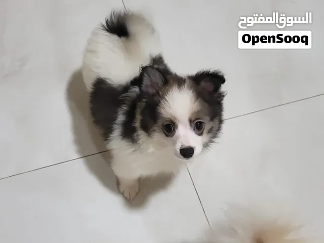 ذكر مالتيز الوزن واحد كيلو غرام
