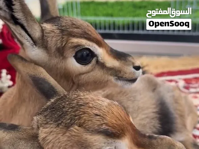 غزلان الدماني للبيع