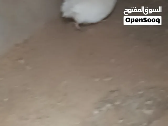 طير السمان