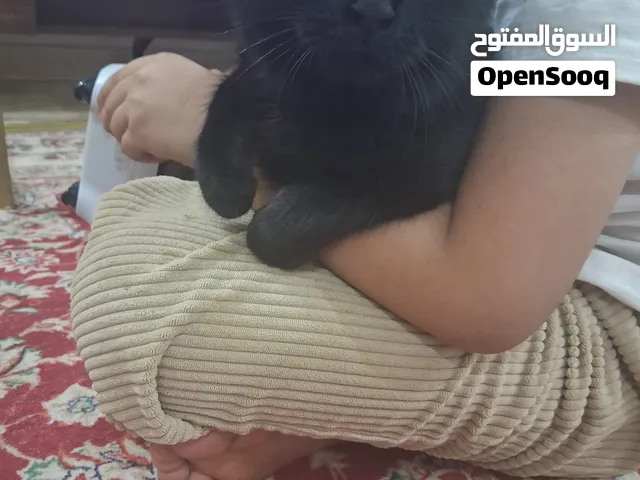 قطة عمرها 5 شهور للتبني